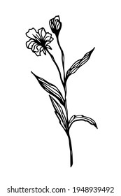 Dried herb twig, grass and flower, natural field plants, hand drawn floral decorative element, vector illustration isolated on white background.
