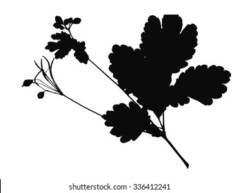 Dried herbarium plants isolated on white background with flowers and leaves, vector illustration