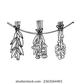 Dried herbs hang on a rope. Spices. Vector. Linear style. Hand drawing.
