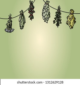 Dried herbs hanging on the thread flat vector style illustration
