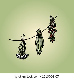 Dried herbs on a thread flat vector style image on green background