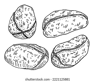 getrocknete Kolakerne ohne Schale. Vektorgravur schwarze Vintage-Illustration. Einzeln auf weißem Hintergrund.