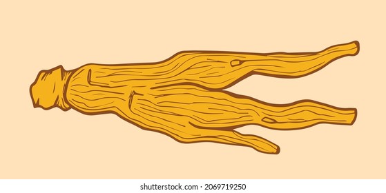 Dried korean ginseng root illustration. Ginseng root symbol in hand drawing style. Chinese, korean traditional medicine, food. Vector illustration