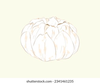 Dried lily bulb in ingredients illustration