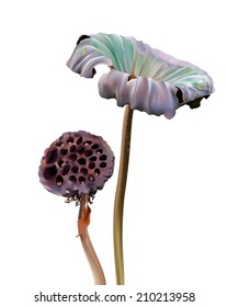Dried lotus and leaf on white background