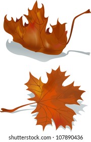 dried maple leaf