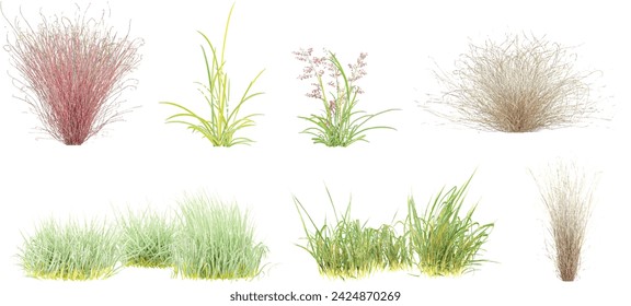 Dried Muhly Grass,Calluna,Alopecurus myosuroides, isolated on white background