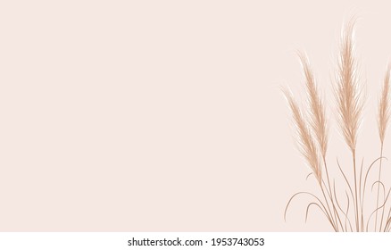 Dried natural pampas grass on beige background. Floral ornament elements in boho style. Vector illustration of cortaderia selloana. New trendy home decor. Flat lay, copy space, top view.