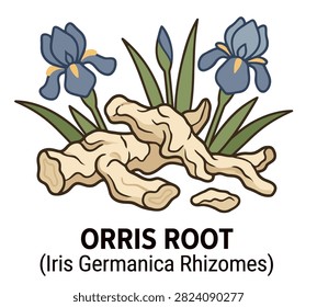 Dried orris roots with iris flowers, sliced rhizomes and aromatic powder isolated on white.