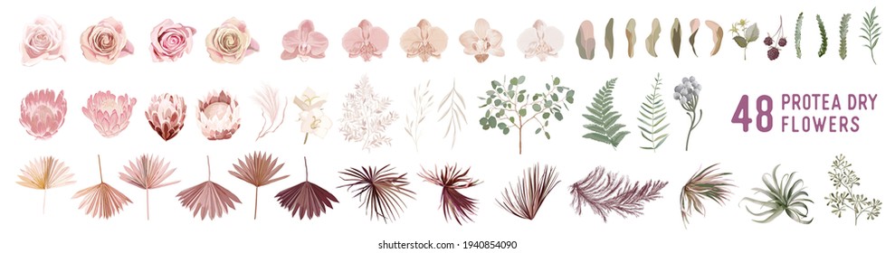 Dried pampas grass, rose, protea, orchid flowers, tropical palm leaves vector bouquets. Pastel watercolor floral template isolated collection for wedding wreath, bouquet frames, design decoration