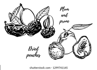 Dried peaches and Prunes, plums vector hand drawn illustration. Ink sketch of nuts. Hand drawn vector illustration. Isolated on white background.