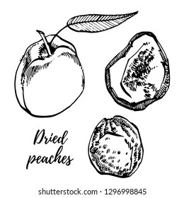 Dried peaches vector hand drawn illustration. Ink sketch of nuts. Hand drawn vector illustration. Isolated on white background.