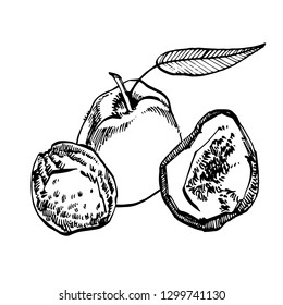 Dried peaches vector hand drawn illustration. Ink sketch of nuts. Hand drawn vector illustration. Isolated on white background.