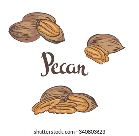 Dried Pecan nuts isolated on a white background. Vector illustration.