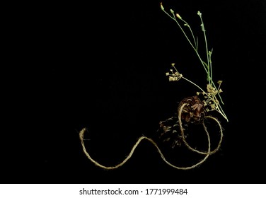 Dried pine cones, dried flowers, fresh flowers, natural rope arrange together on a black background.                     