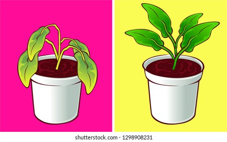 Dried plant, before-after. Vector illustration