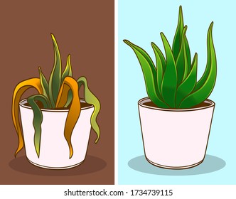 Dried plant, before-after. Vector illustration