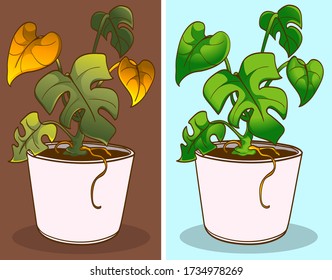 Dried plant, before-after. Vector illustration