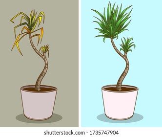 Dried plant, before-after. Vector illustration