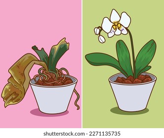 Dried plant, dried orchid. Before-after. How to care about orchid. Vector illustration
