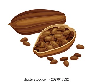 Dried Pod of Theobroma Cacao as Aromatic Chocolate Ingredient Vector Illustration