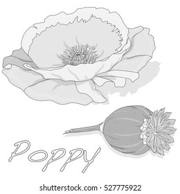 dried poppy head vector isolated on white