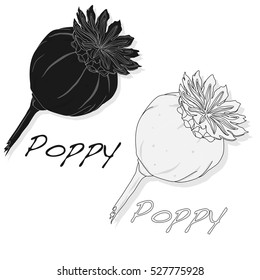 dried poppy head vector isolated on white