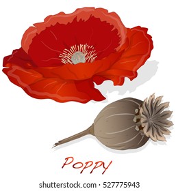 dried poppy head vector isolated on white