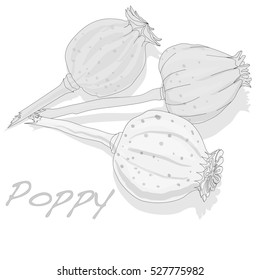 dried poppy head vector isolated on white