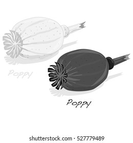 dried poppy head vector isolated on white