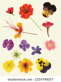 Dried and Pressed Flowers Vector Illustration