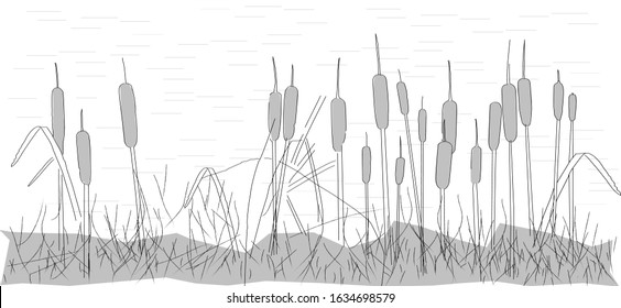 dried reeds on marshy water