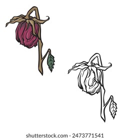 Dried rose isolated on white background. Realistic rose. Drawing with line art style. Dead flower Vector illustration