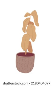 Dried rubber plant is in a pot, with withered leaves lowered. Vector illustrations isolated on white background