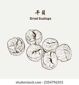 Dried scallops 干贝. Dry scallop, scallop. Vector Illustration EPS 10.