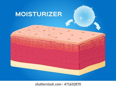 dried skin  with moisturizer , before and after , vector