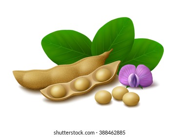 Dried Soy Pods, Ripe Soybeans, Flower And Leaves Isolated On White Background. Vector Illustration.