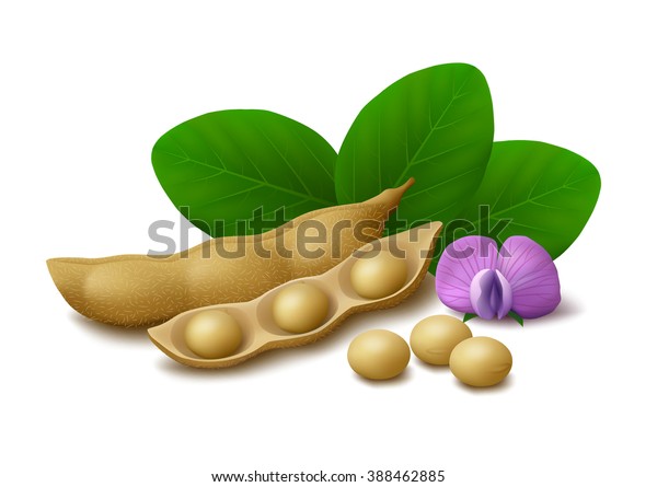 白い背景に乾燥した大豆や熟した大豆 花と葉 ベクターイラスト のベクター画像素材 ロイヤリティフリー