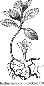 The Dried Stem And Roots Of Either Of Two Tropical American Plants (Cephaelis Acuminata And C. Ipecacuanha) Of The Madder Family Used Especially As A Source Of Emetine, Vintage Line Drawing