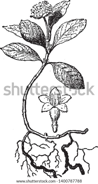 The dried stem and roots of either of two\
tropical American plants (Cephaelis acuminata and C. ipecacuanha)\
of the madder family used especially as a source of emetine,\
vintage line drawing