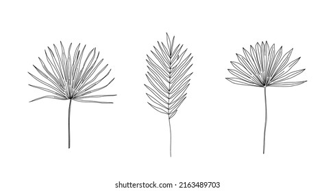 Palmas de ventilador de sol secas. Hojas tropicales secas. Estilo de esbozo. Ilustraciones de vectores lineales dibujadas a mano. Ilustraciones modernas de hojas secas bohemias.