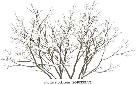 Dried tree branches with snow, transparent background, winter trees, snowy cutout, nature decor, isolated branches, winter tree design, frozen branches, snow covered branches