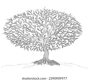 A dried tree in outline and vector.