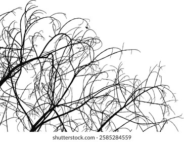 dried twigs tree branch shrub branchlet silhouette vector isolated cut out