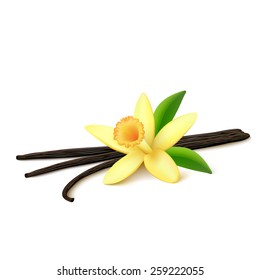 Dried vanilla pods with leaves and flower isolated on white background. Vector illustration.