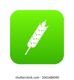 Dried wheat ear icon digital green for any design isolated on white vector illustration