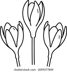 Dried wild lily pods. Vector outline illustration.