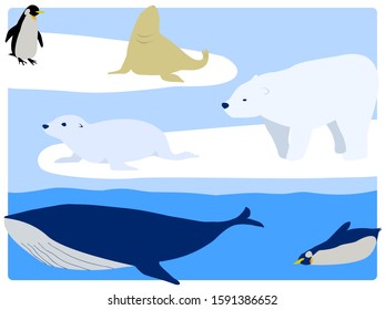 Drift ice and polar bear, penguin and sea lion, fur seal, whale