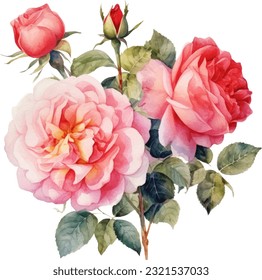 Rosas deriva  ilustración