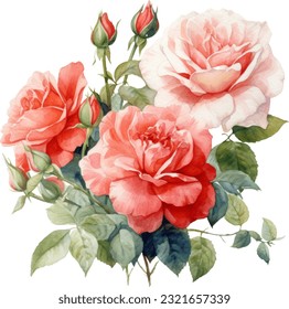 Drift Roses ,Watercolor illustration. Hand drawn underwater element design. Artistic vector marine design element. Illustration for greeting cards, printing and other design projects.